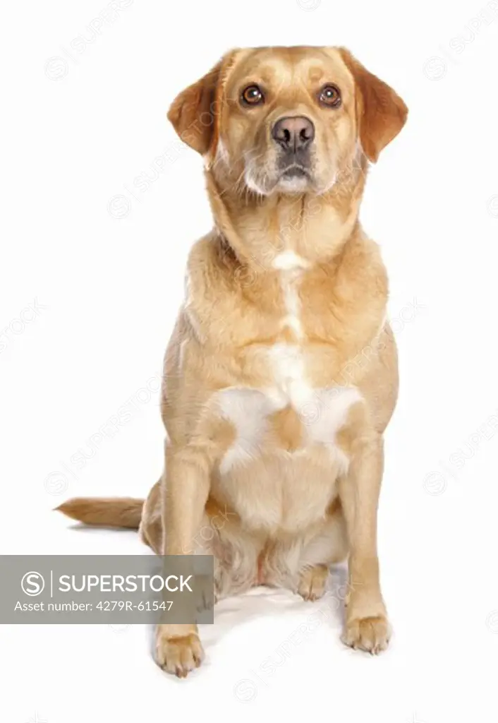 Labrador Retriever dog - sitting - cut out