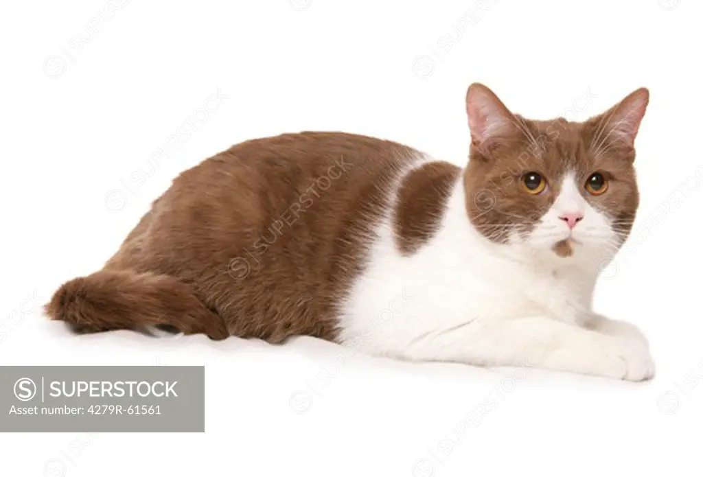 British Shorthair Cat - lying - cut out