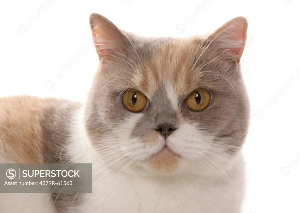 British Shorthair cat - portrait - cut out
