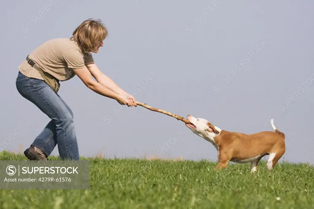 woman - playing with half breed dog (Podenco Pointer) on meadow