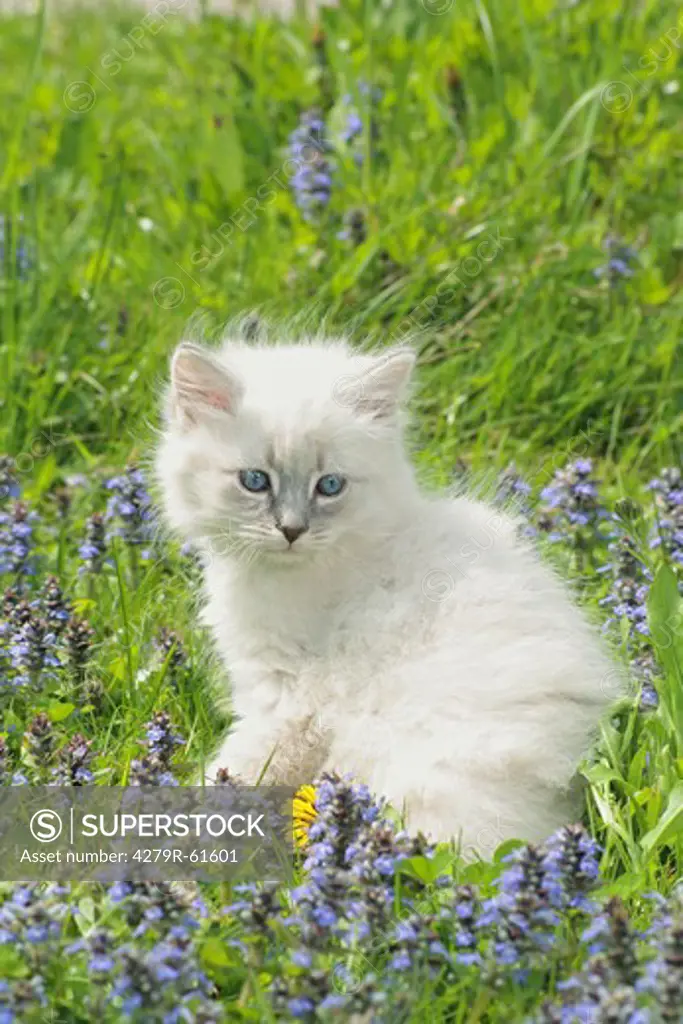 Neva Masquarade cat - kitten sitting in flower meadow