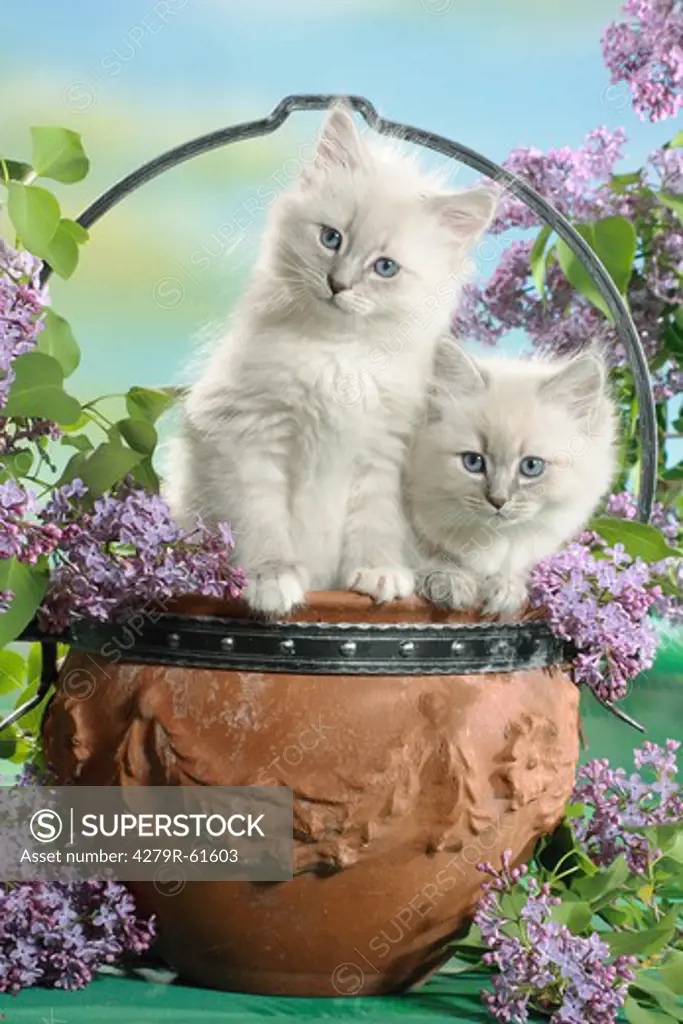 Neva Masquarade cat - two kittens in a flower pot