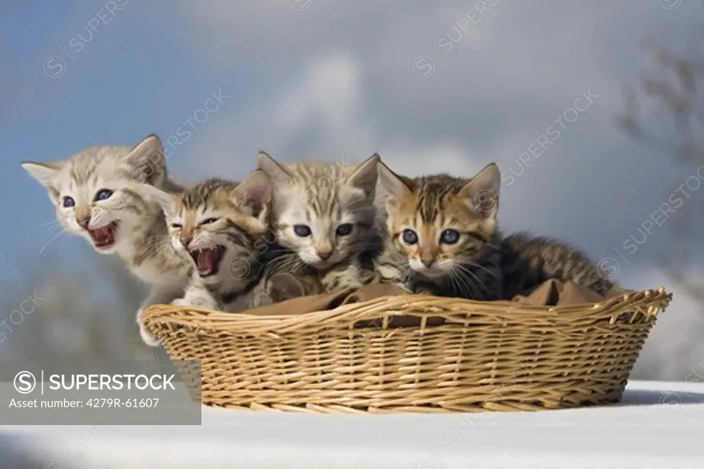 Bengal cat - four kittens in basket