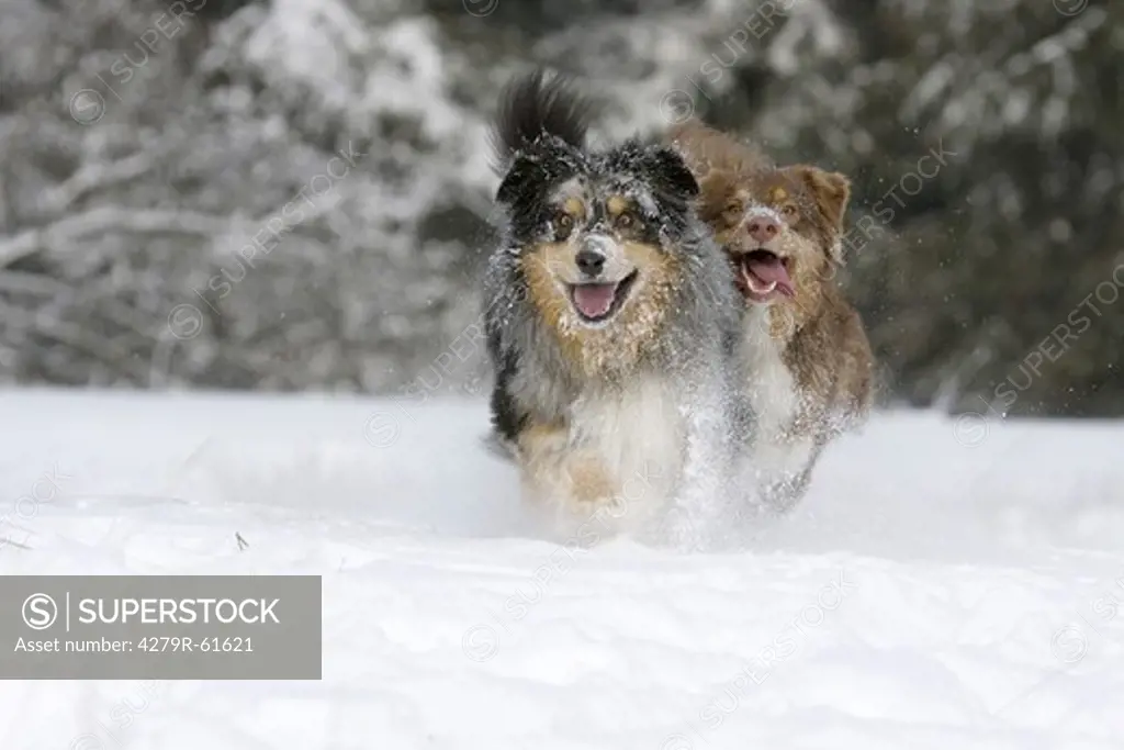 two Australian Shepherd dogs - running in the snow