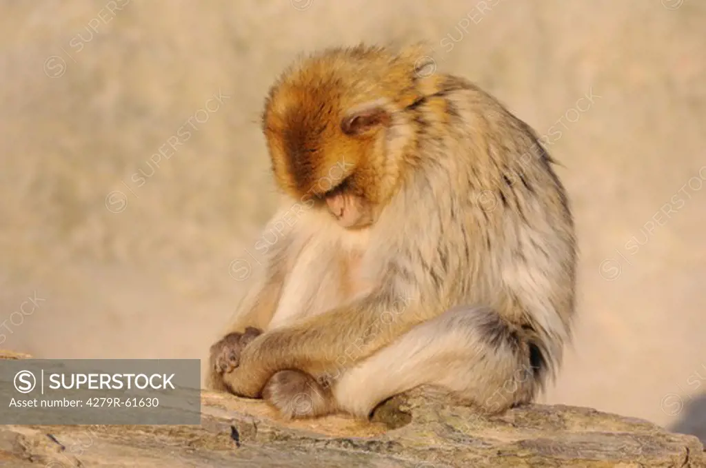 Barbary Macaque - sitting on tree trunk , Macaca sylvanus