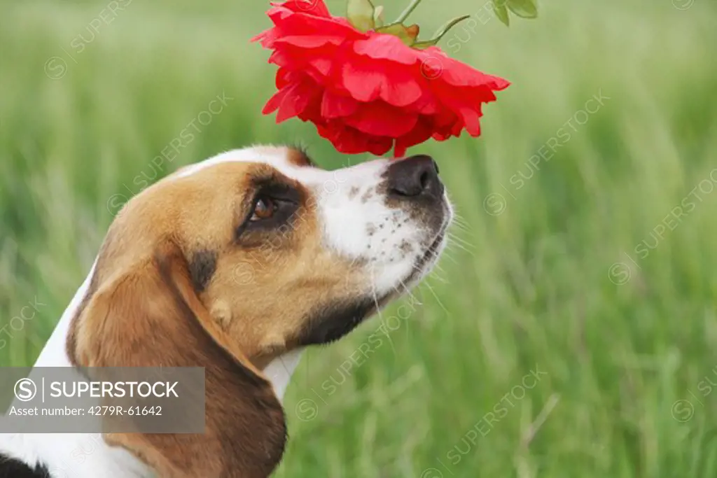 Beagle dog - sniffling at red blossom