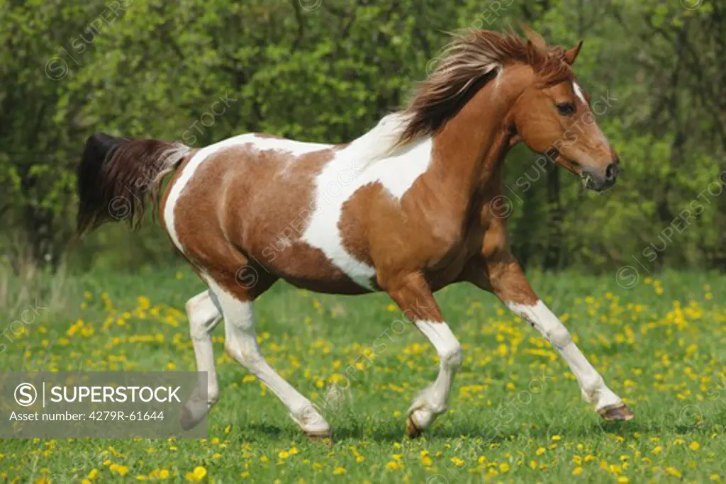 Paint Horse - galloping on meadow
