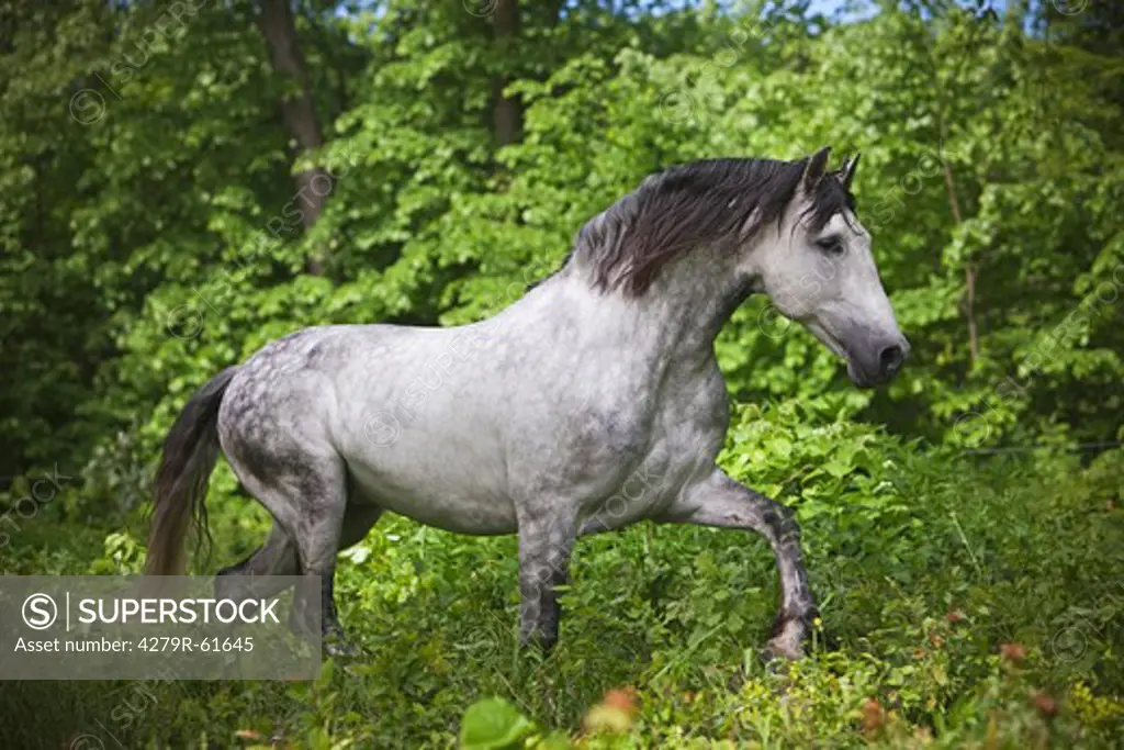 Pure Spanish-bred horse - walking through forest