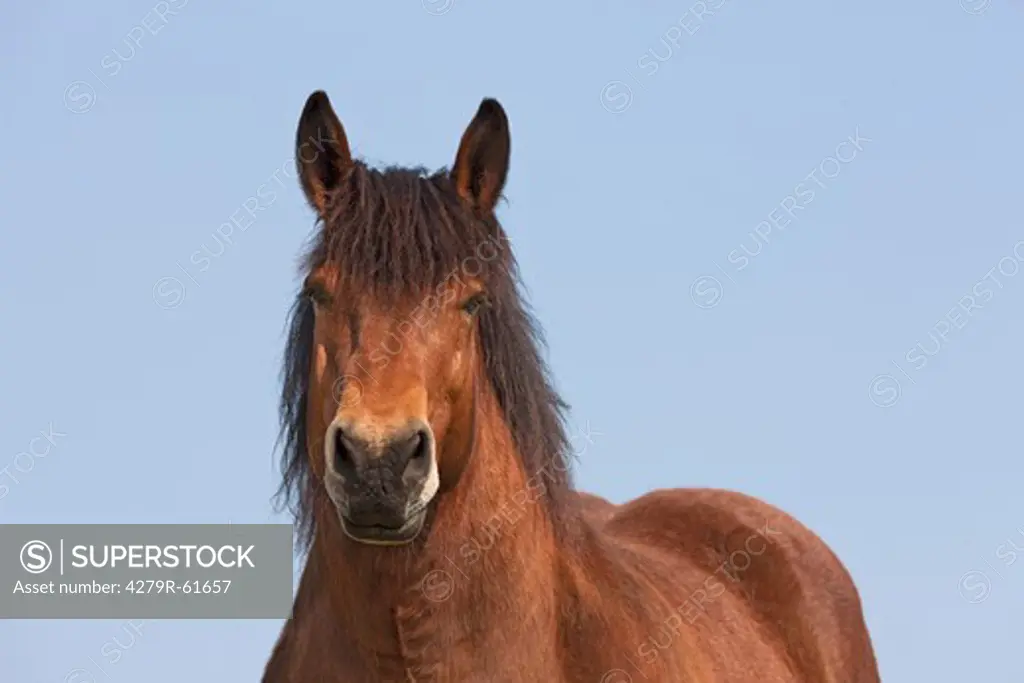 Ardennes horse - portrait