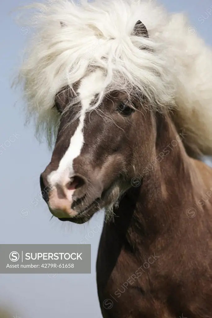 Classic Pony horse - Portrait