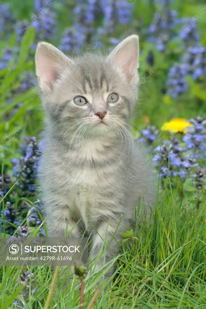 kitten - sitting on meadow