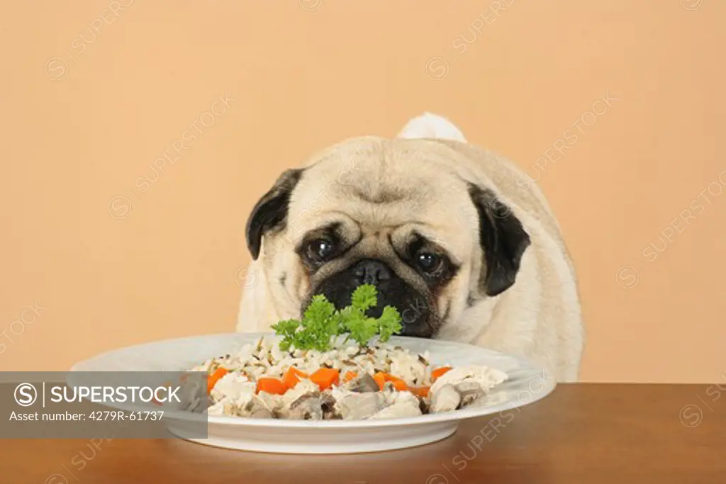 pug at table with plate