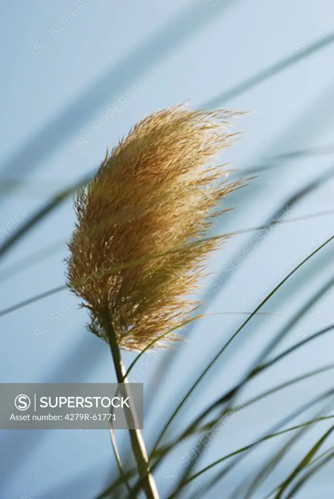 grasses - blowing in the wind