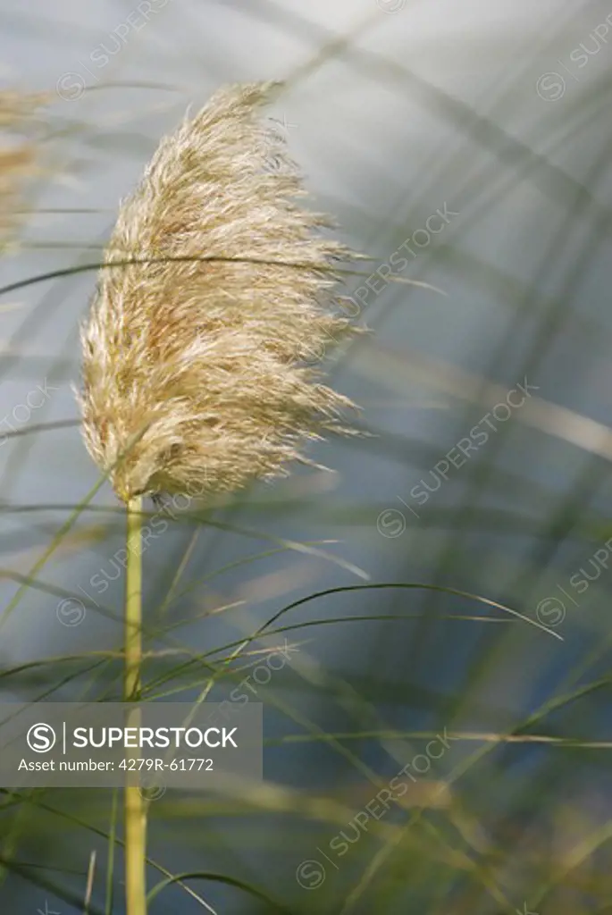 grasses - blowing in the wind