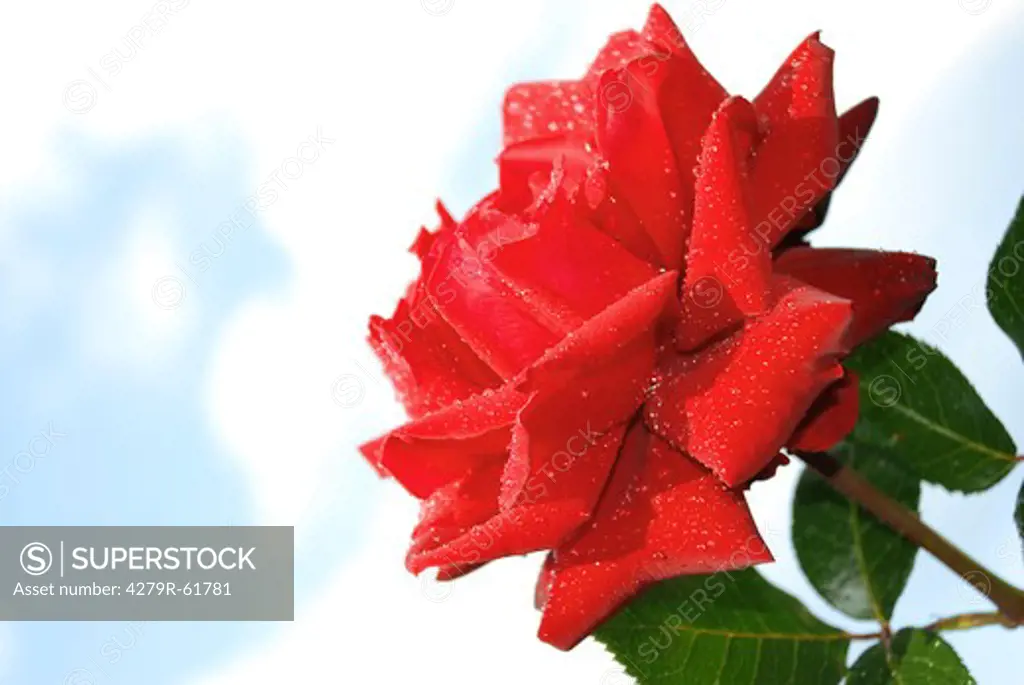 rose - red blossom