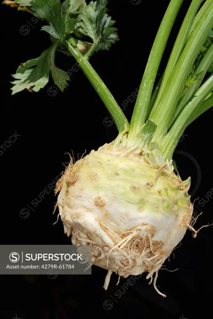 celery in front of black background , Apium graveolens