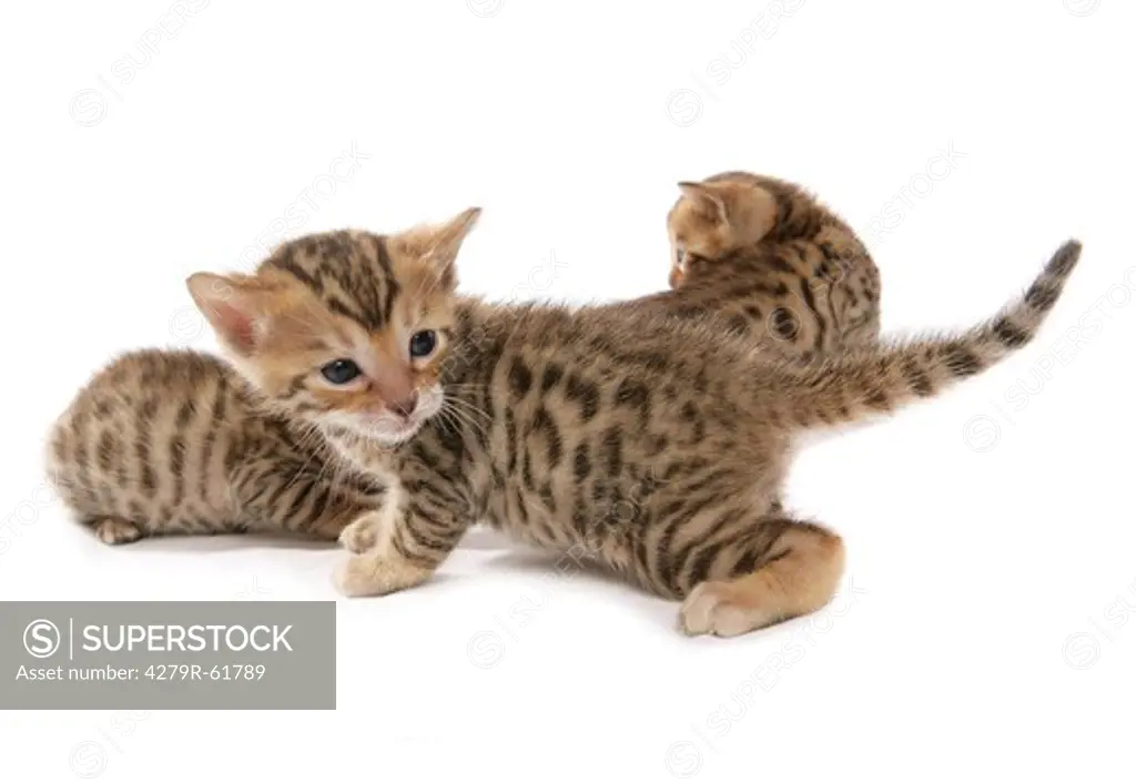 Bengal cat - kitten - cut out