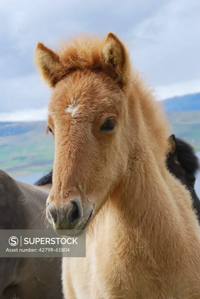 Icelandic horse - foal - portrait