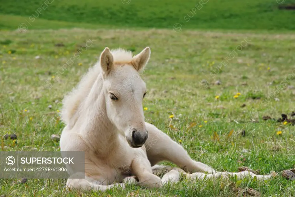 Icelandic horse - foal lying on a meadow