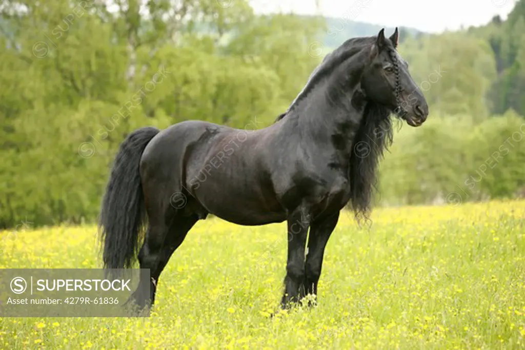 Friesian horse - standing on meadow