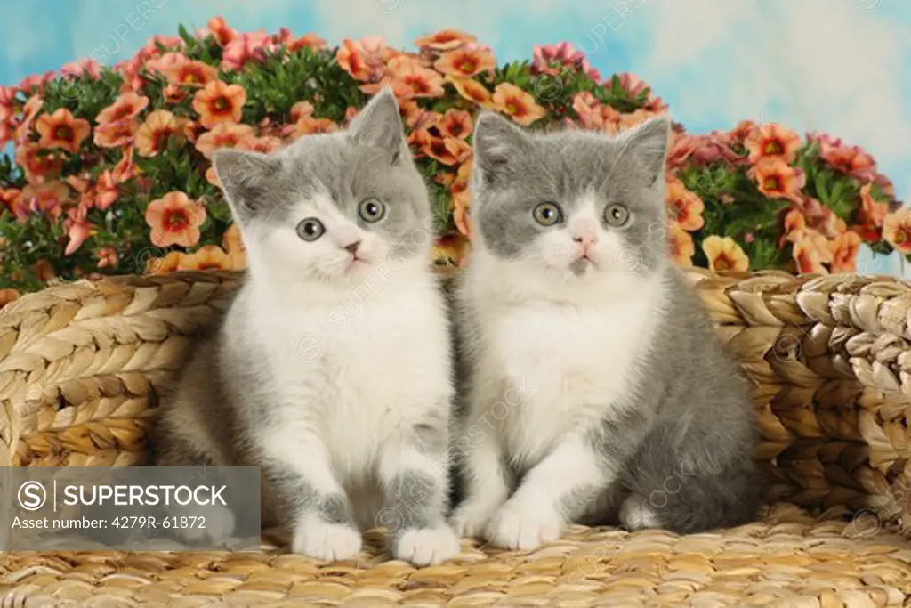British Shorthair cat - two kittens - sitting