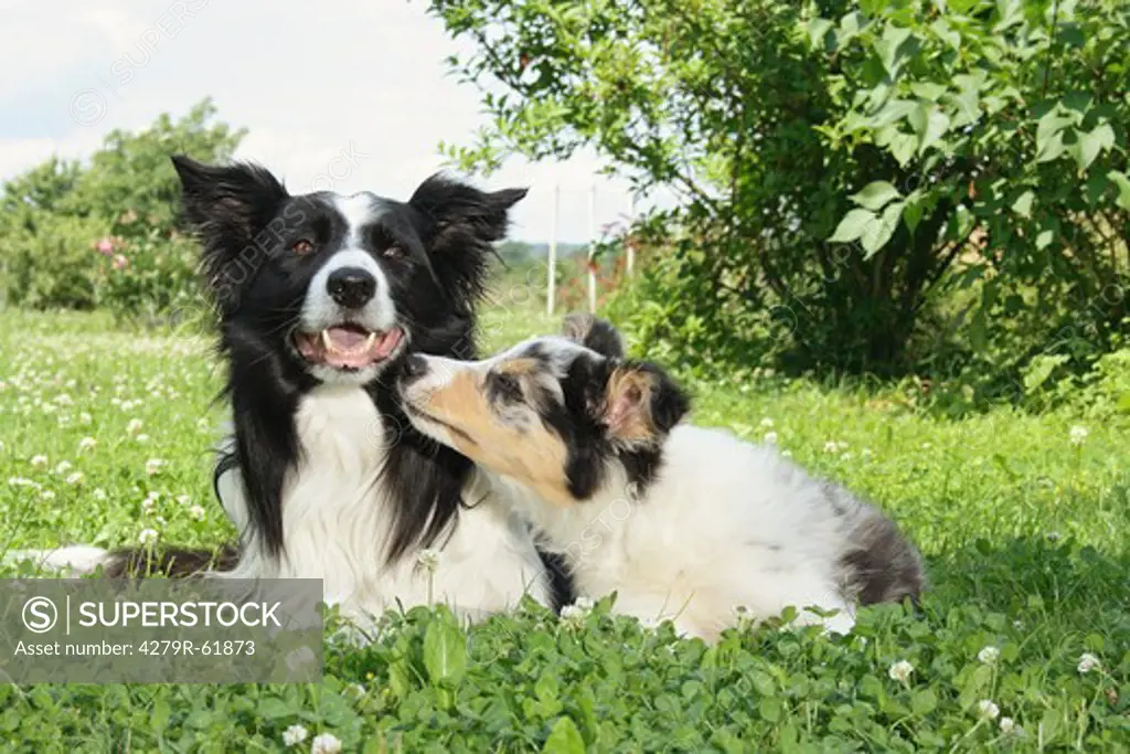 Border Collie and puppy on meadow