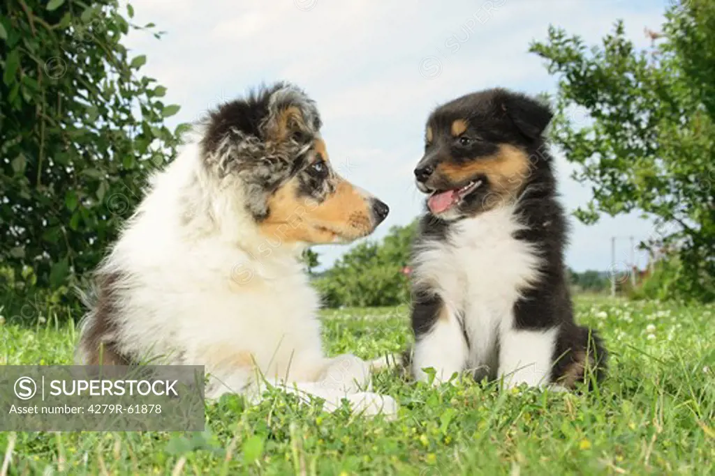 Border Collie dog and Australian Shepherd puppy