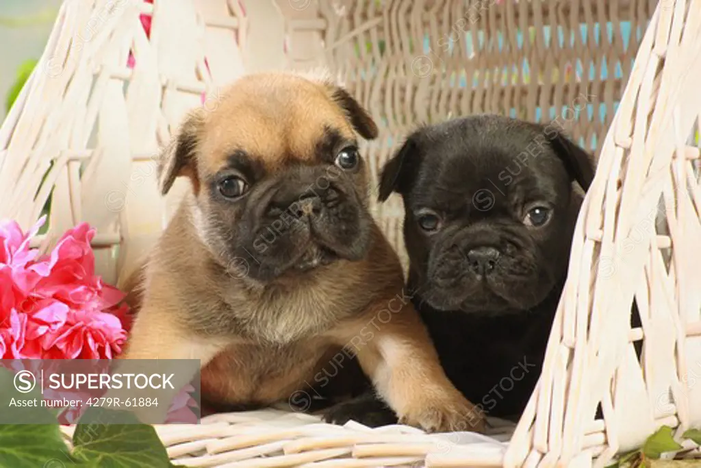 French Bulldog - two puppies in basket