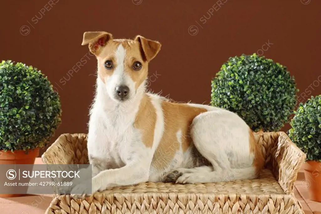Jack Russell Terrier dog - lying