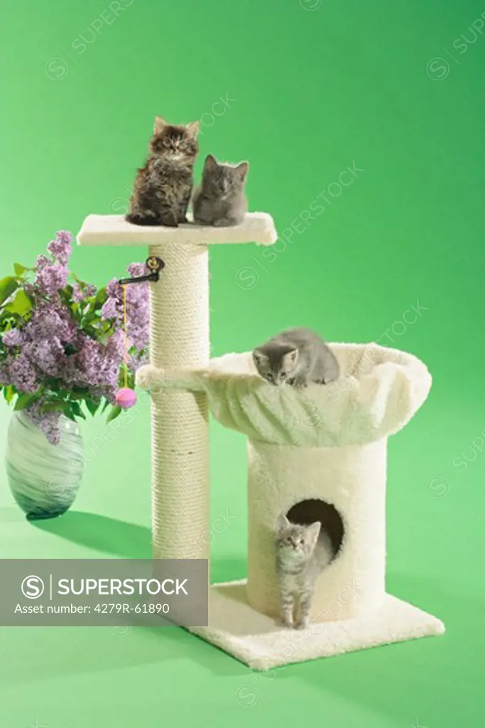 kittens on scratching post