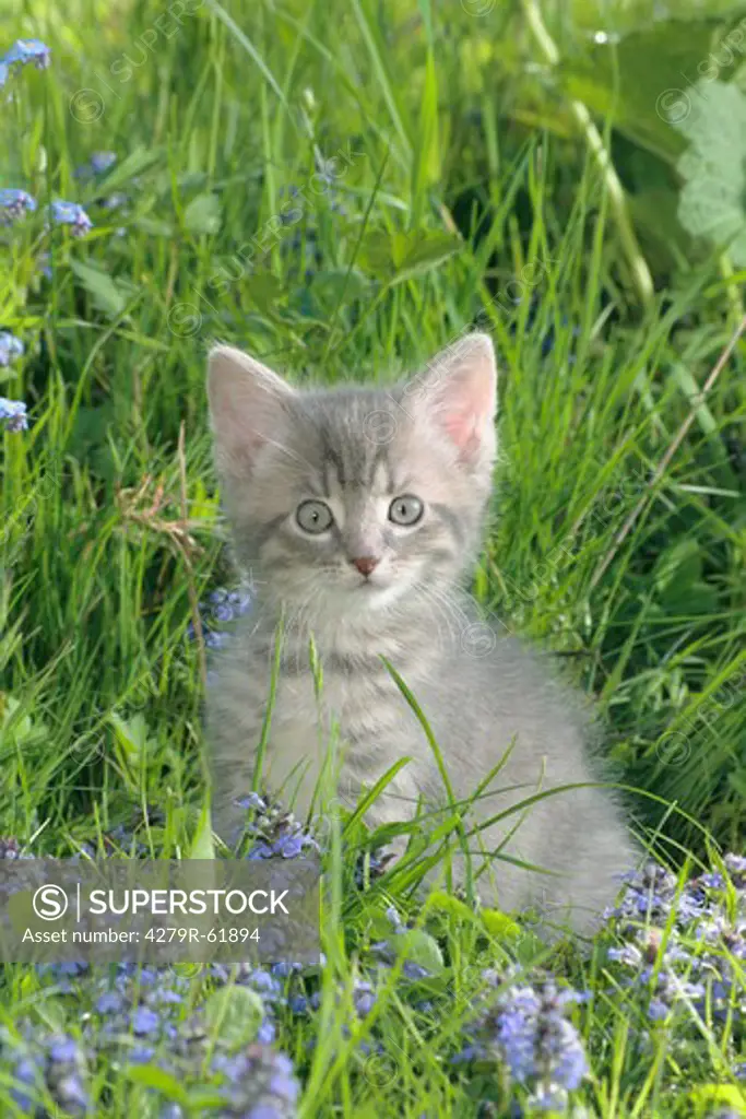 domestic cat - kitten sitting on meadow