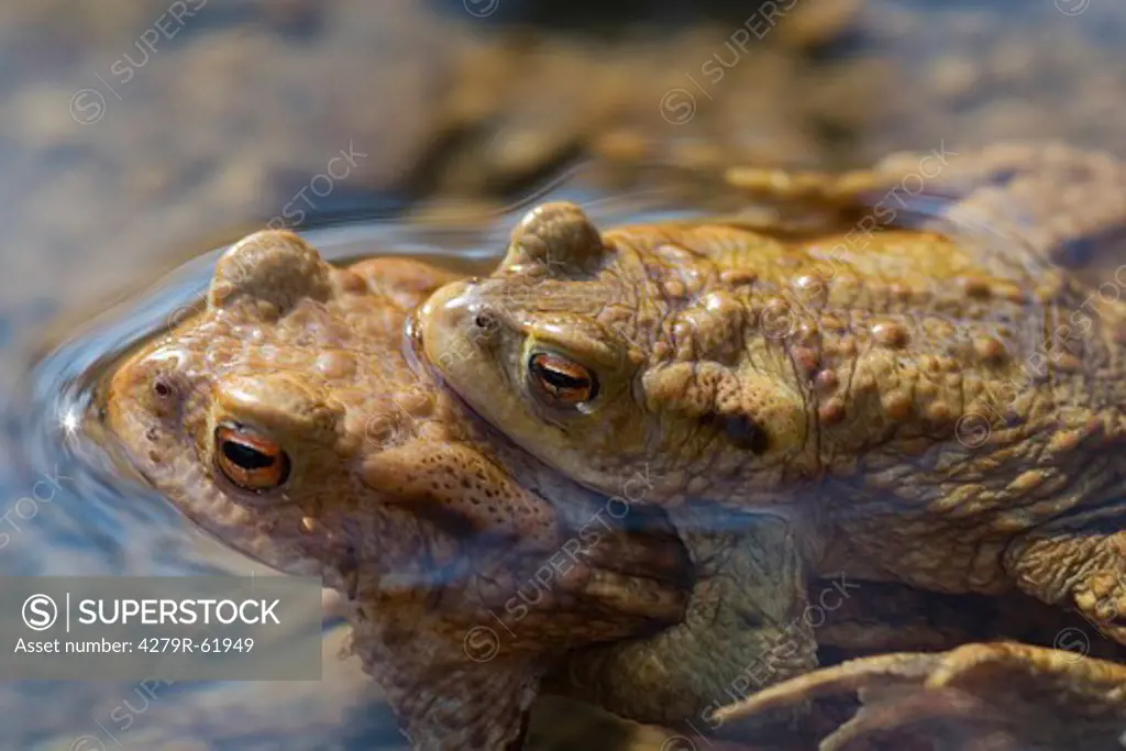 common toads - mating , Bufo bufo