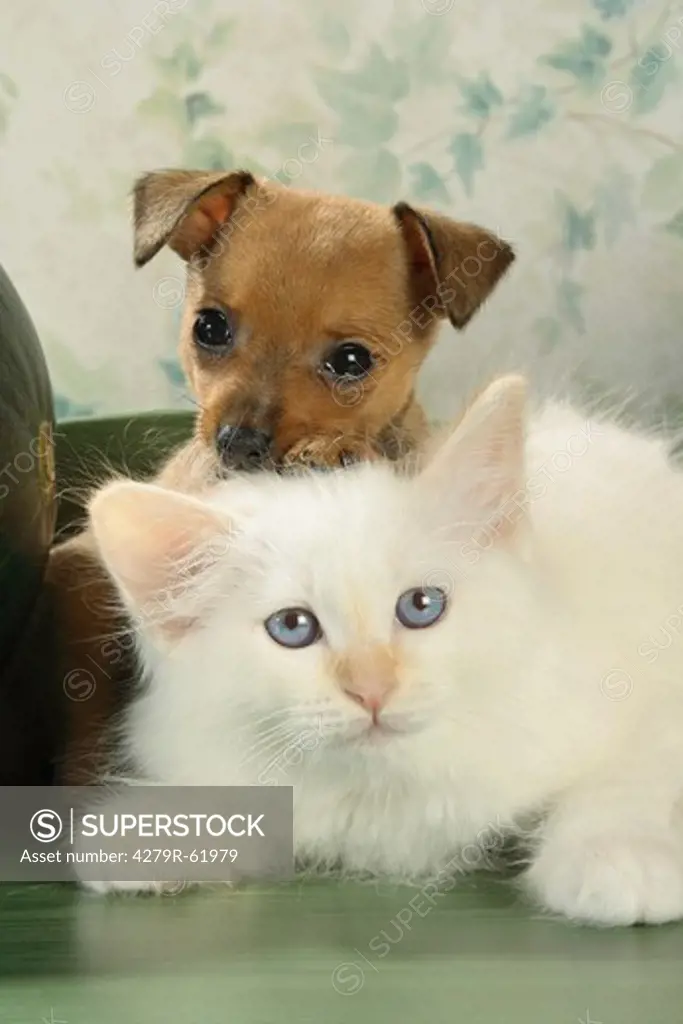 animal friendship, Sacred Cat of Burma kitten and Russian Toy Terrier puppy - lying