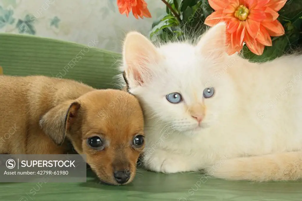 animal friendship, Sacred Cat of Burma kitten and Russian Toy Terrier puppy - lying
