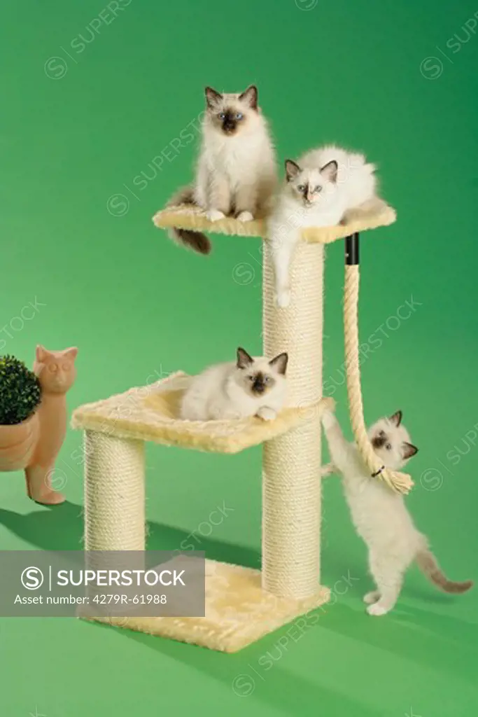 Sacred cat of Burma - four kittens at scratching post