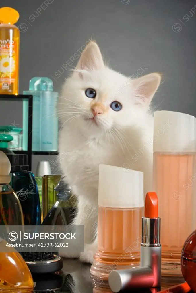Sacred cat of Burma - kitten between perfume bottles