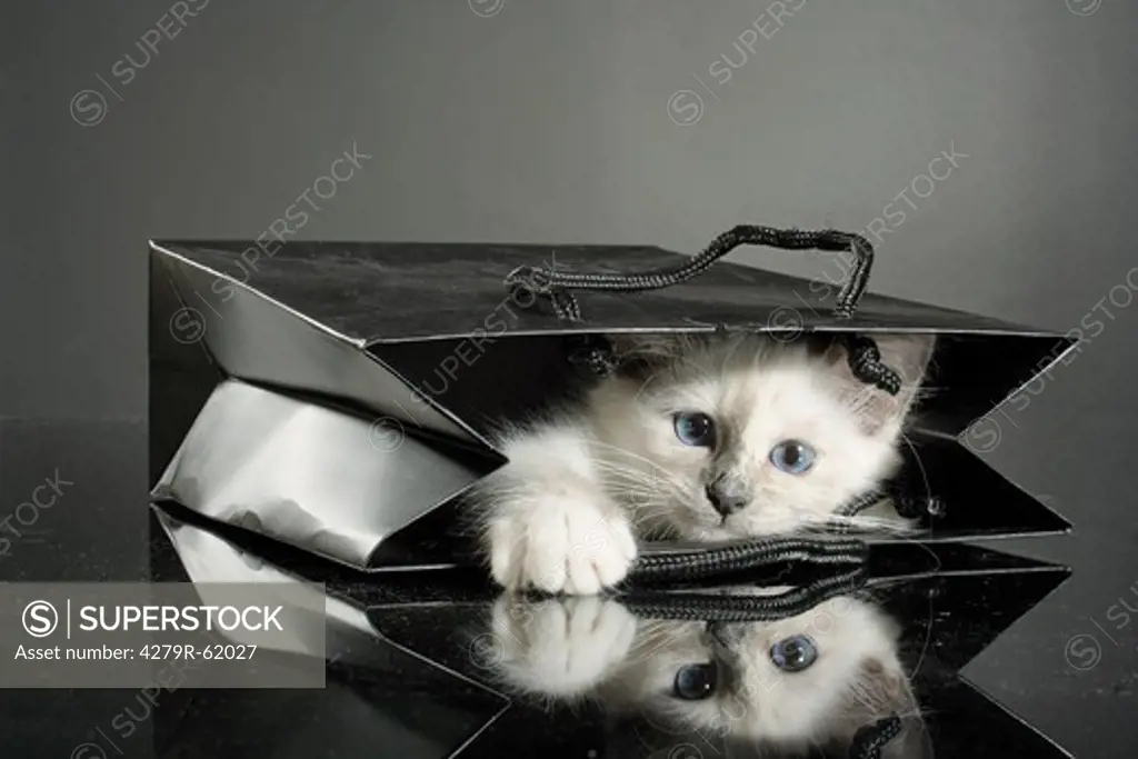 Sacred cat of Burma - kitten lying in a bag