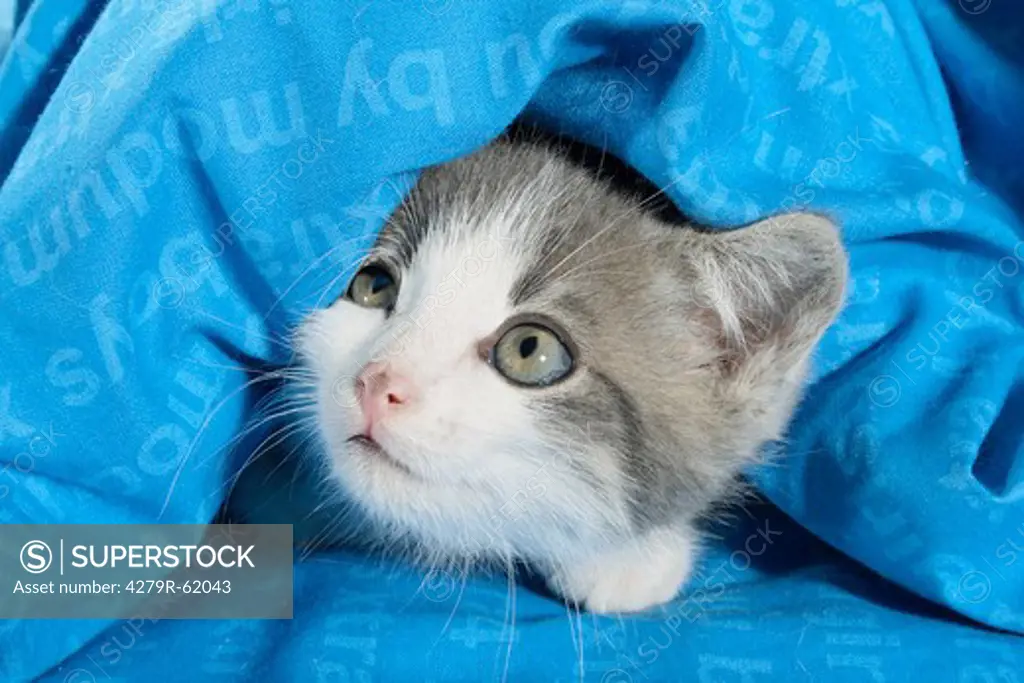 domestic cat - kitten lying under a cover