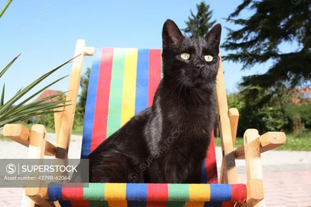 black domestic cat - sitting on a deck chair