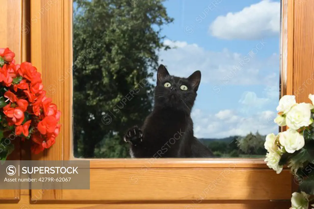 black domestic cat - sitting in front of a window