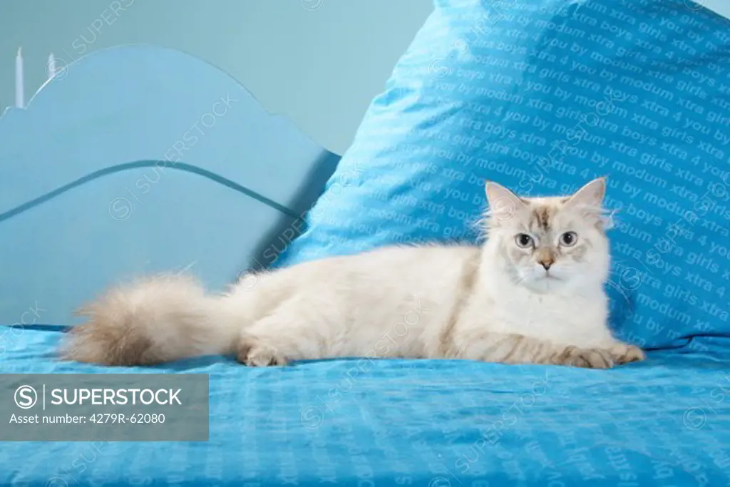 Neva Masquarade cat - lying on a bed