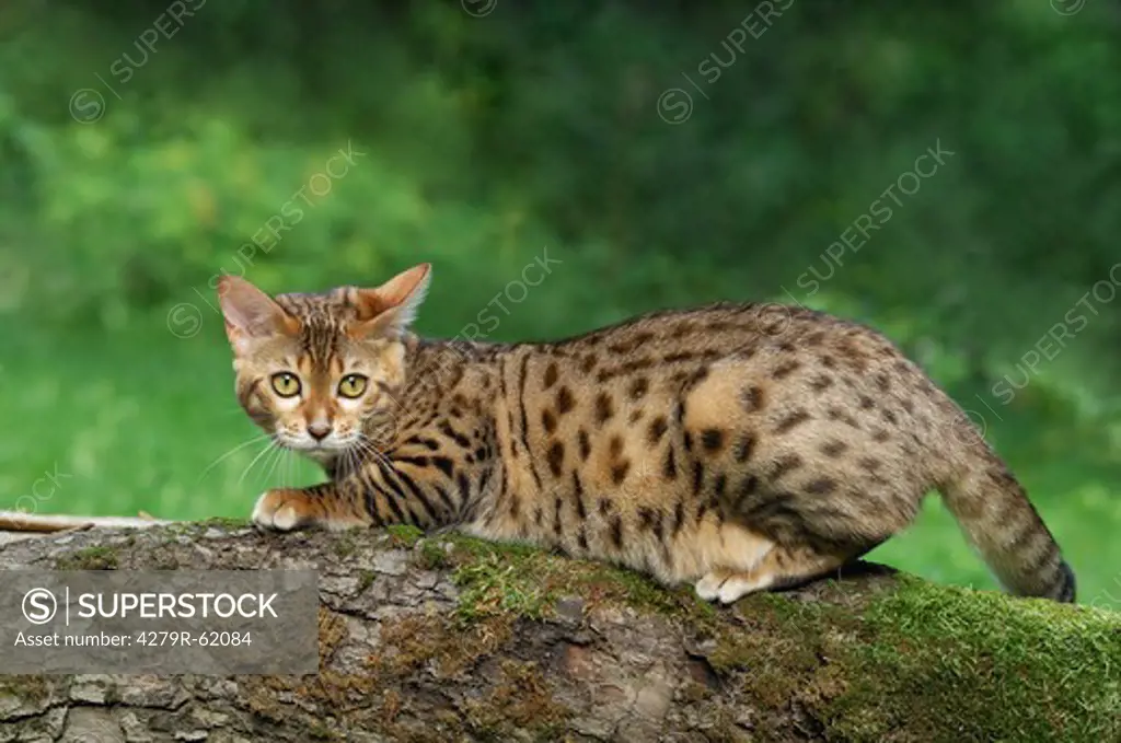 Bengal cat - lying on a tree trunk