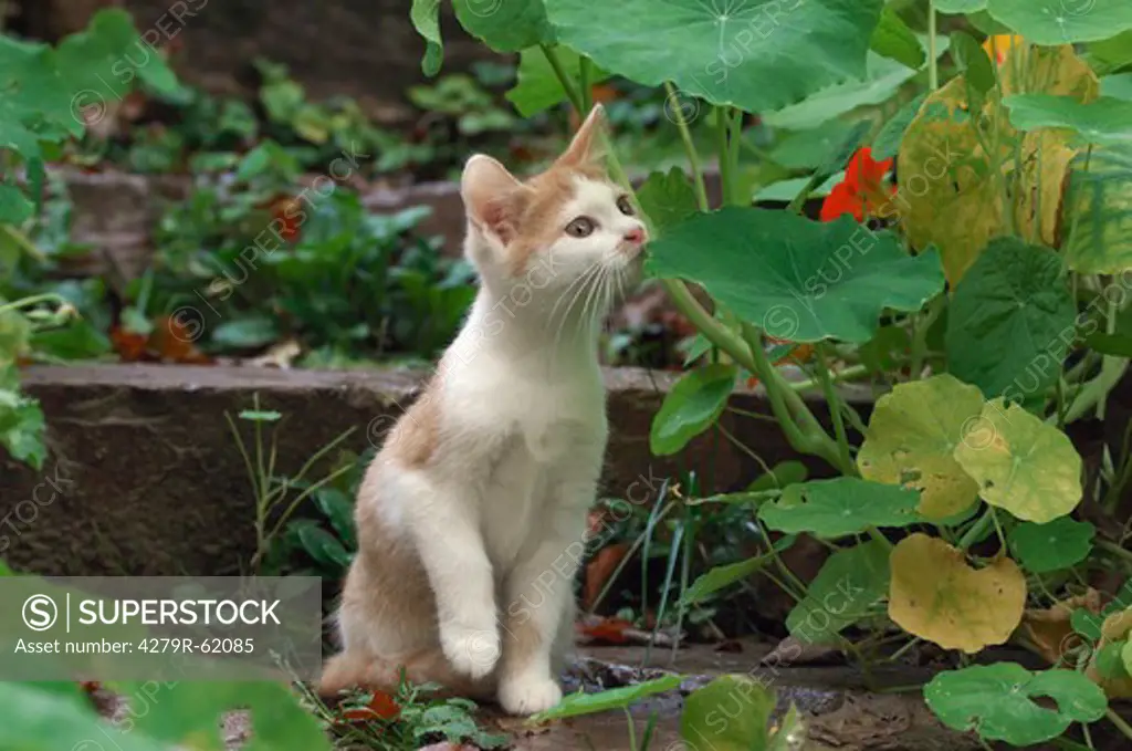 kitten - sitting besides a plant
