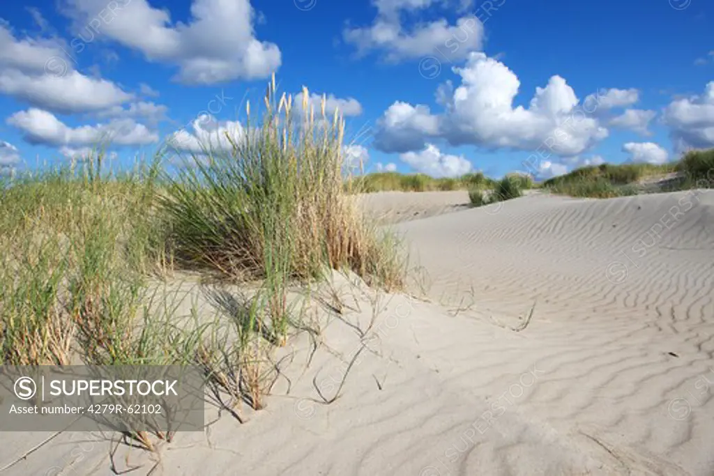 Texel, dunes