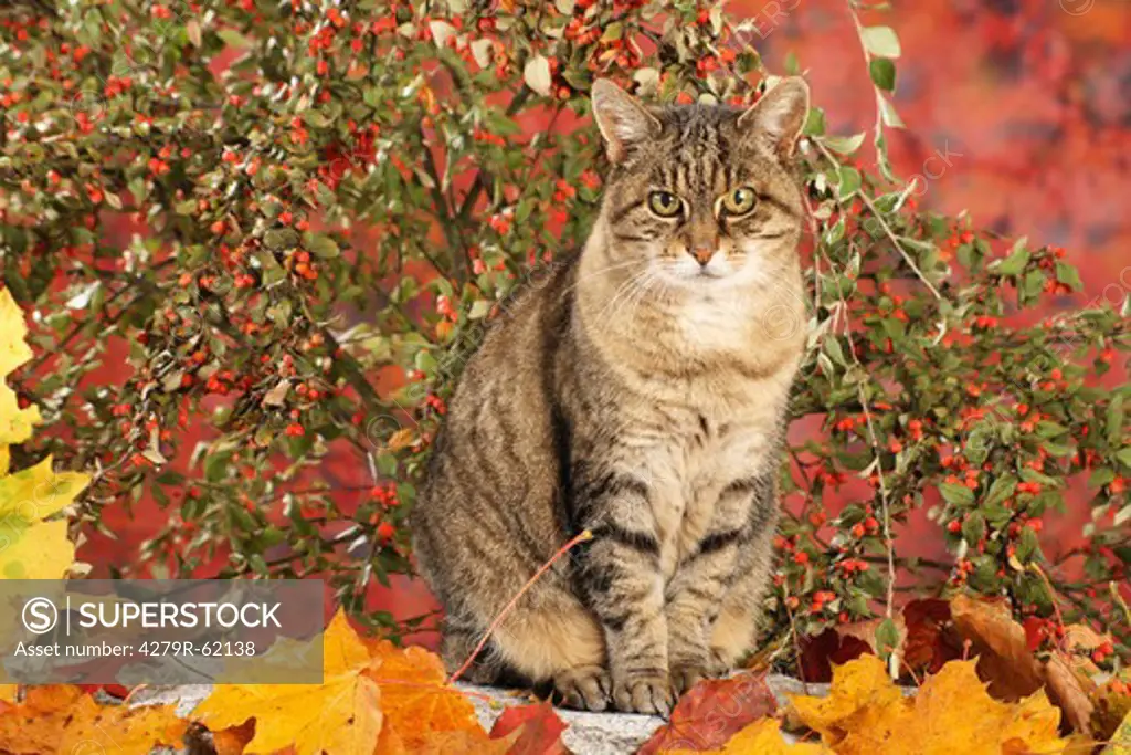 tabby kitten - sitting in autumn foliage