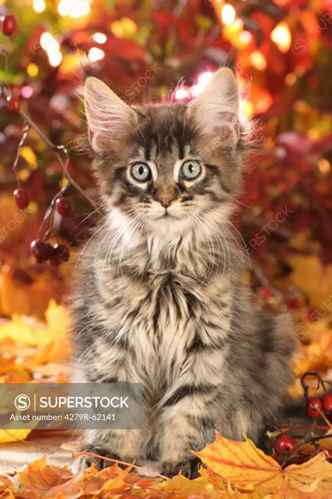 Maine Coon cat - kitten sitting on autumn foliage