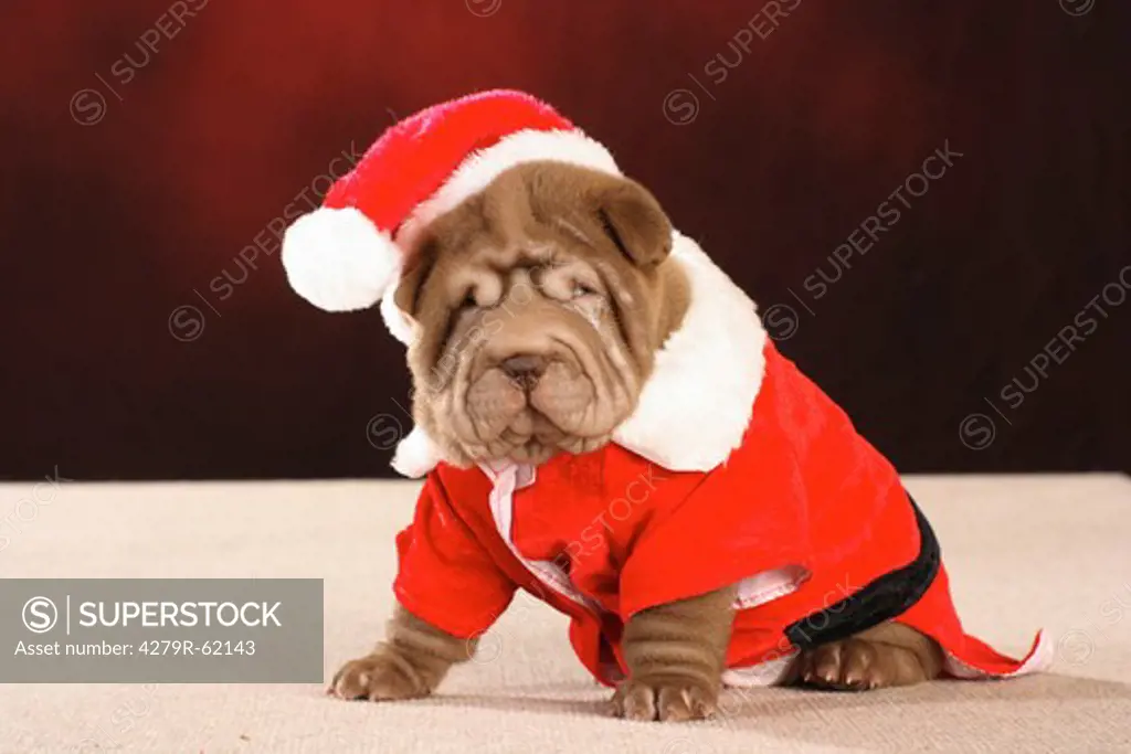Shar Pei dog - puppy sitting with Santa Claus cap and coat