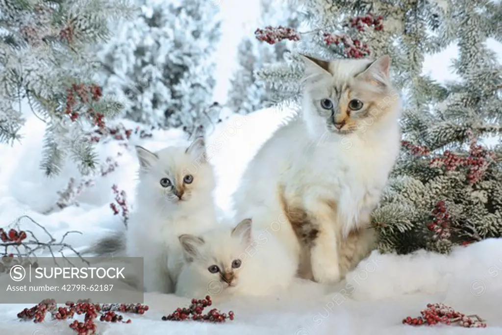 Christmas, Sacred cat of Burma with two kittens in the snow