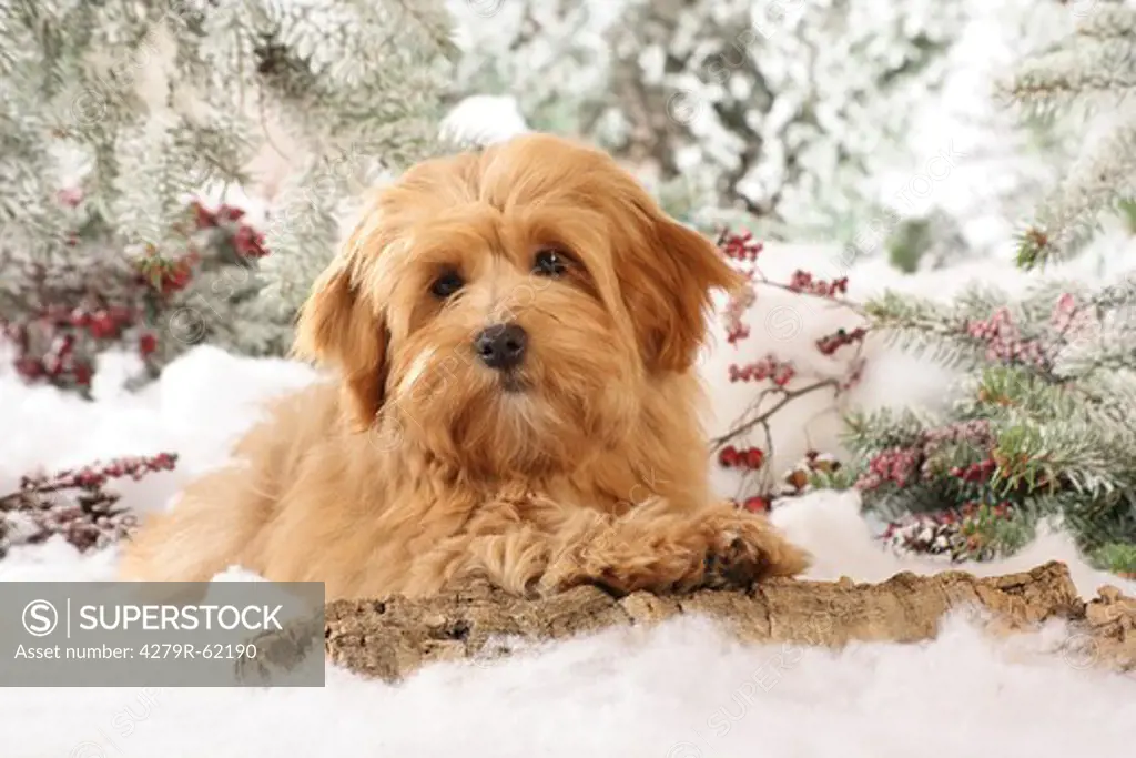 Christmas, young Havanese dog - lying in the snow