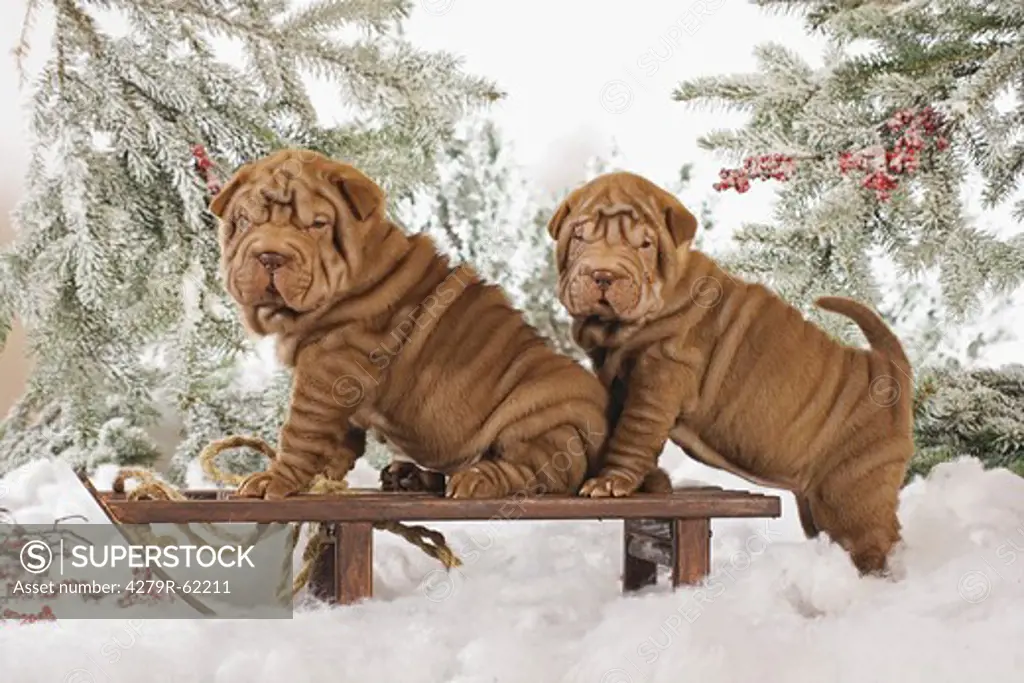 Shar Pei dog - two puppies with a sledge in the snow